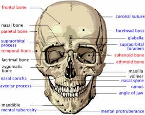 The cross shaped kuber extends as energetic plates to externalise as the frontal face of the maxilla and the ethmoid bone.
